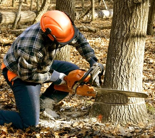 Tree Removal in Dell, AR